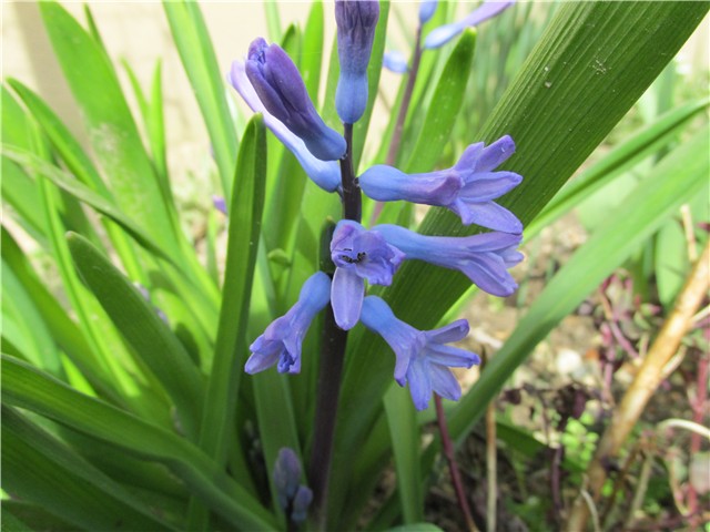 tulipani